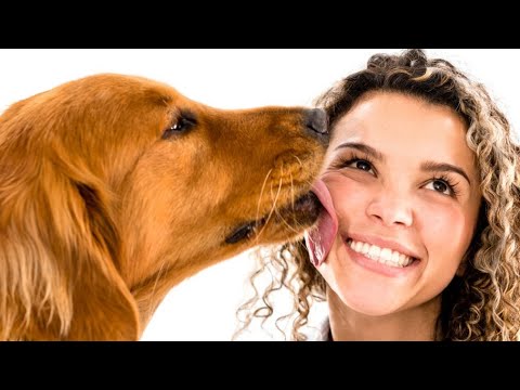 Vidéo: Les chiens affectent la santé de leurs propriétaires