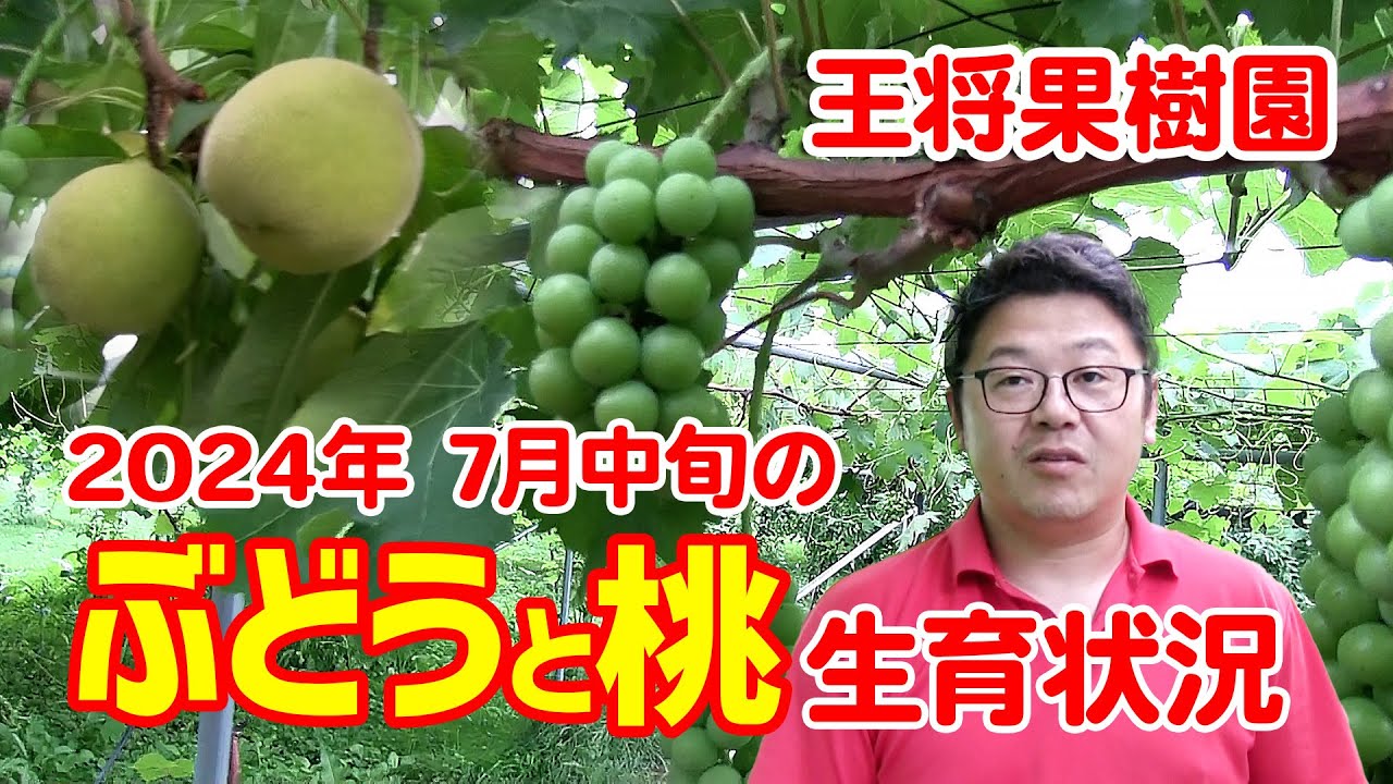 2024年7月中旬 ぶどうと桃 成長の様子ををお届けします！ - YouTube