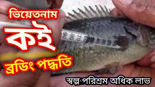 ভিয়েতনাম কই মাছের ব্রুডিং // vietnum koi fish bruding system