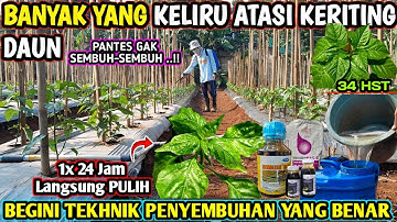🔴 cara mengatasi keriting daun pada cabe | perawatan cabe rawit usia 34 HST #infopertaniancabe