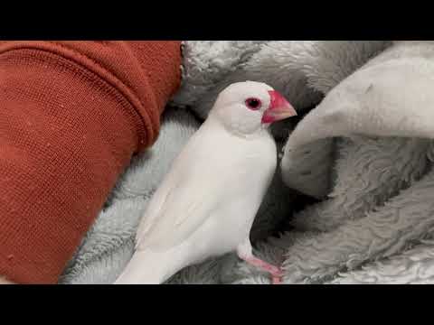 白文鳥ミルキーが昼寝に参加したそうな様子☆Java Sparrow Milky.
