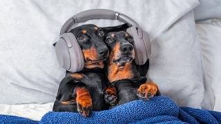 Different  Musical Tastes! Cute \& funny dachshund dog video!