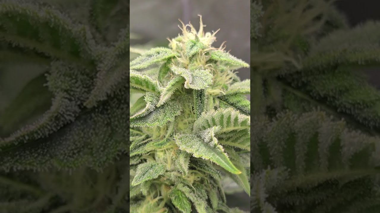 🍋🍊 Lemon Mandarin™ by 