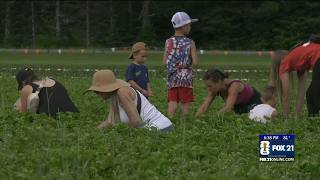 Strawberry picking tradition grows at Carlton berry farm