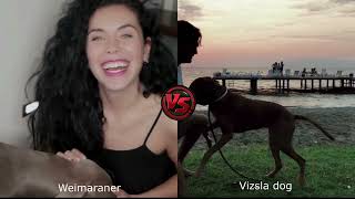 ビズラ犬vsワイマラナーvsレッドボーンクーンハウンド