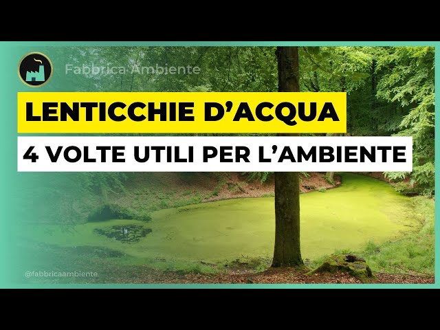 Lenticchie D'Acqua: Sapevate Che Possono Essere 4 Volte Utili Per L'Ambiente?