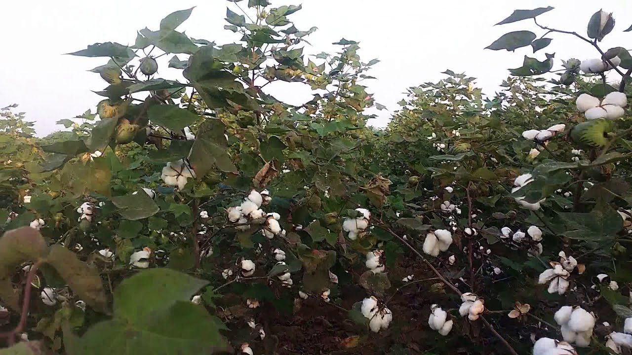 Cotton plants YouTube
