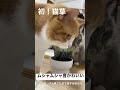 猫草を食べる時のムシャムシャ音、最高にかわいい #shorts #猫