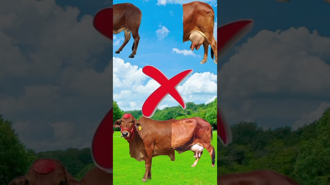Bull 🐂 Head matching vfx video Animal content 