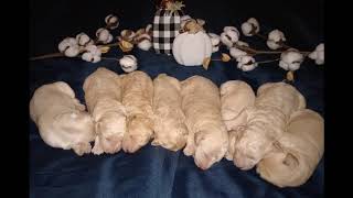 PuppyFinder com mini goldendoodles