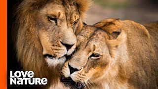 Lone Lion Reunites with His Pride After Lengthy Separation | Love Nature