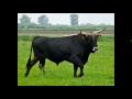 Bull sounds |  Звуки быка