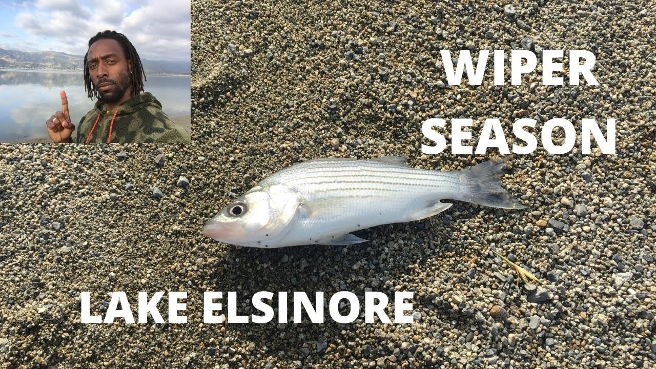 Lake Elsinore Lake Elsinore Fishing Striper Fishing Hybrid Bass Fishing Secret 