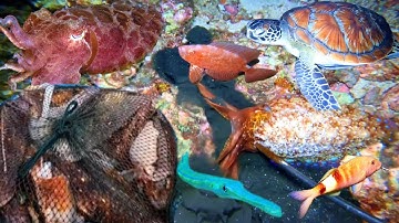 Maak een groot succes met inktvisduiken voor één nacht. Het vangen van een heleboel inktvissen is...