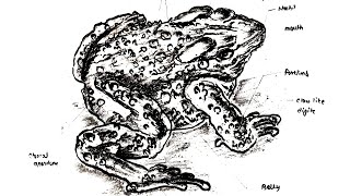 Class : Amphibia well labled diagram with classification