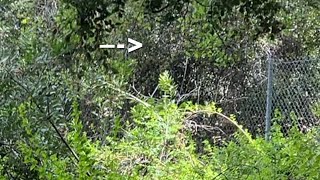 NEW SASQUATCH FINDINGS | Research |Inter-Dimensional & Telepathic |