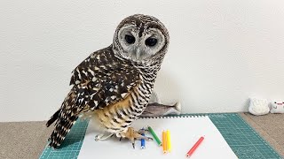 owl drawing