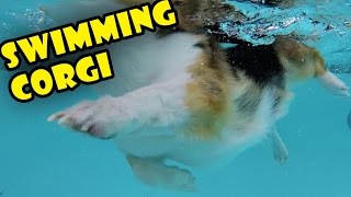 CORGI’S SHORT LEGS SWIMMING || UNDERWATER VIEW by Great Gatsby the Corgi 155,428 views 7 years ago 2 minutes, 47 seconds