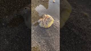 ‘Terrifying’ staring fish shocks onlookers: ‘New fear unlocked’ #shorts