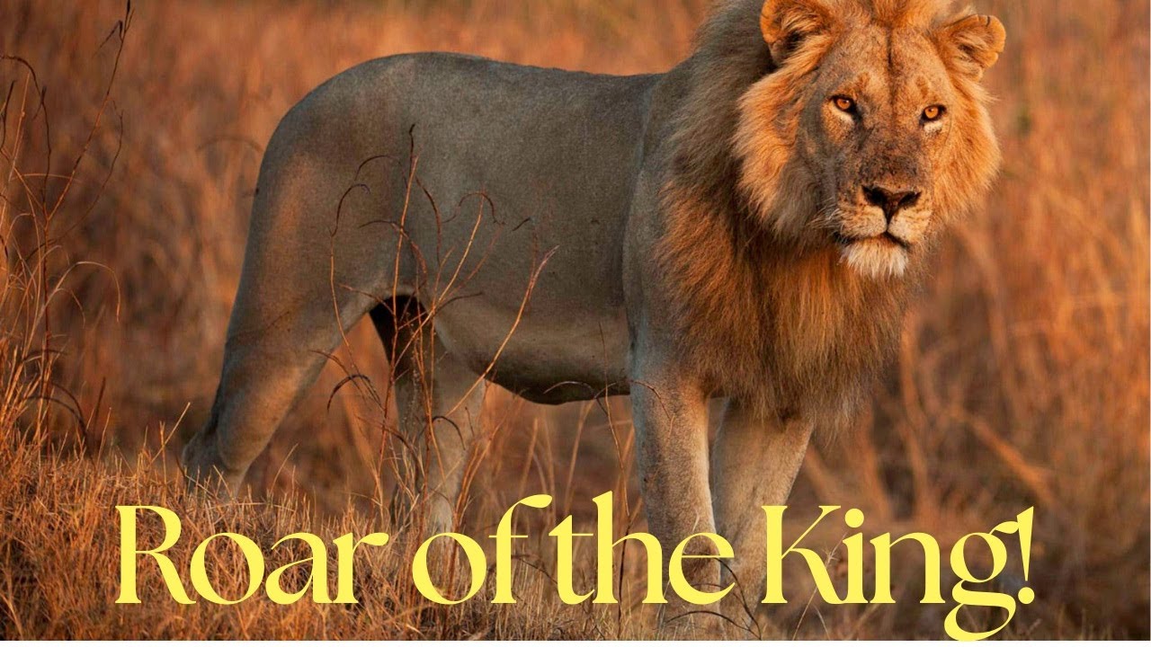 Roar of the King! Real Lion Jungle Sound. 