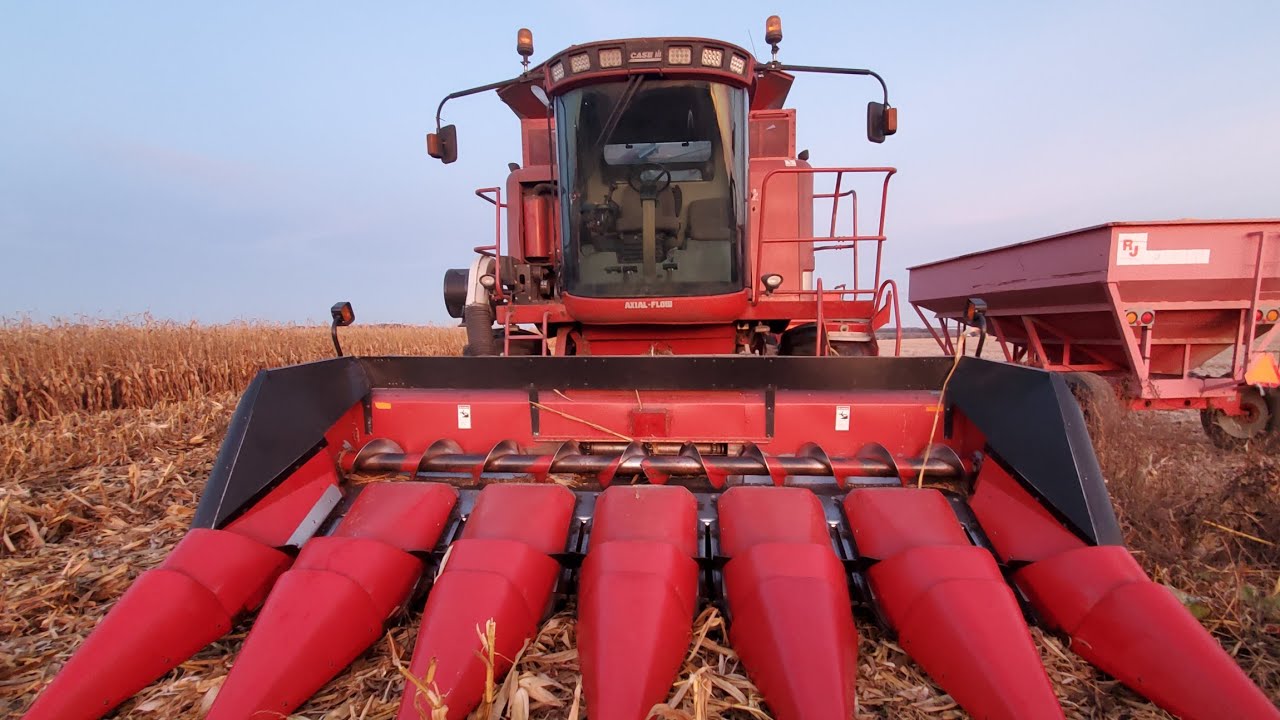 Corn Harvest 2024🌽 CASE IH 2388 CUMMINS + 6 ROW HEAD (team red)