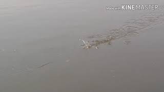 Great Action Jump Frog Handmade Dhelta For Snakehead Fish Ceprot Lure