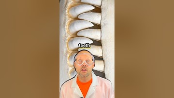 What happens if you are swallowed by a whale