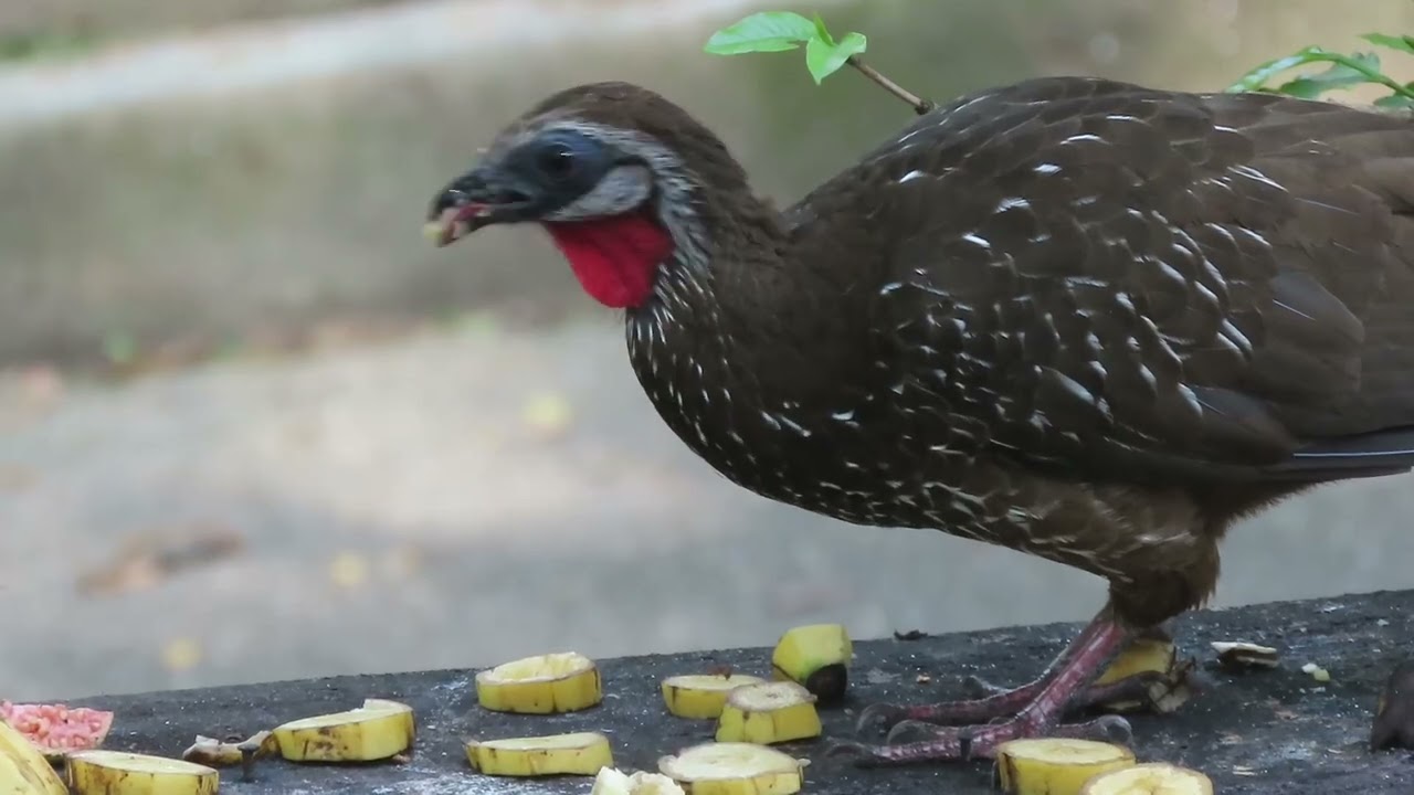 Alimentando a las pavas de monte 
