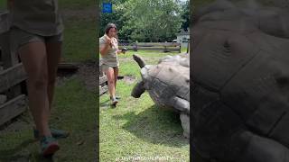 কচ্ছপ এতো ধিরে কেন চলাচল করে? 😰 Mind Blowing Facts About Tortoise