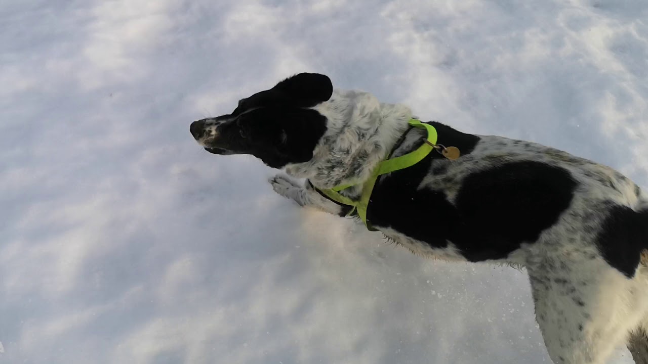 Fun time in the snow with the pack 🙈