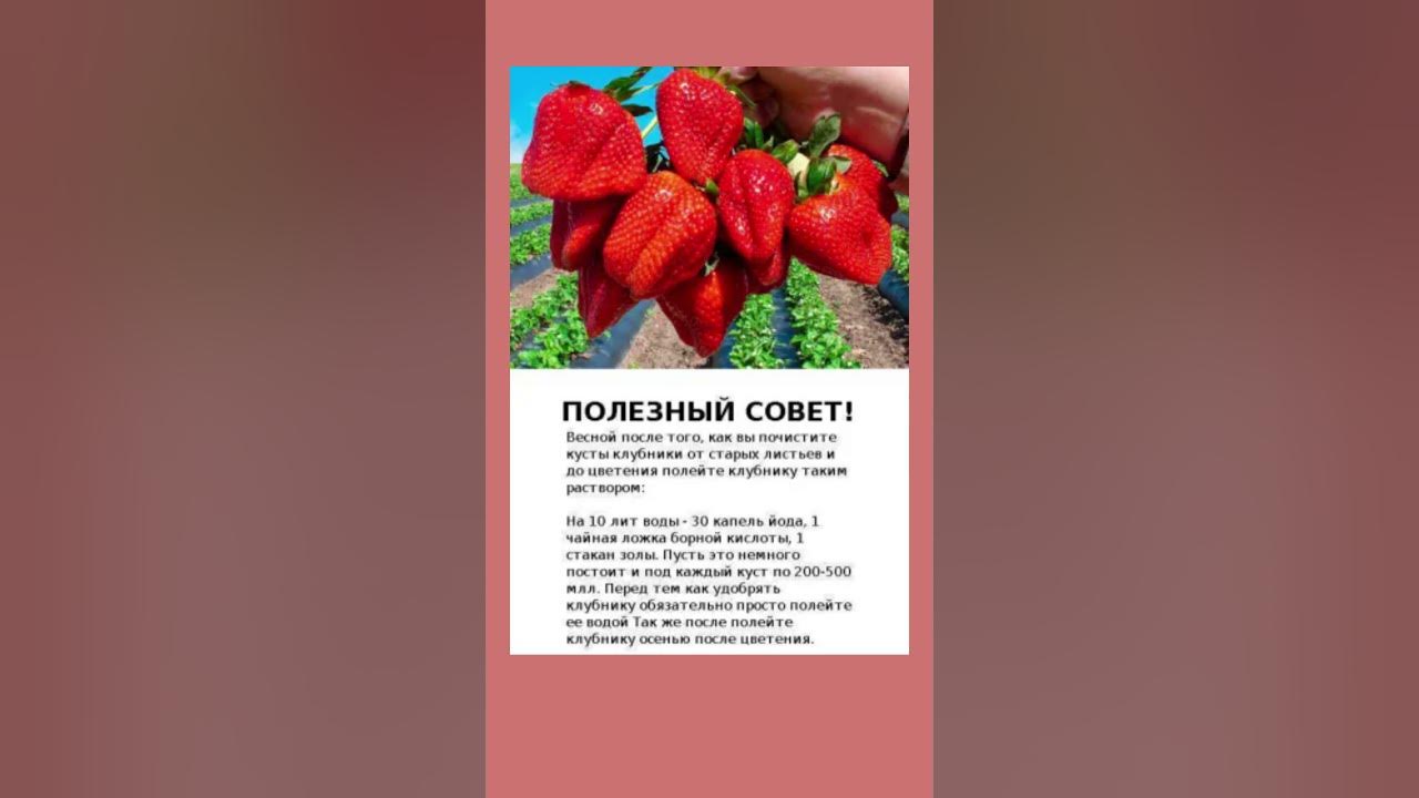 Раствор для клубники #клубника #огород #полезнознать #полезныесоветы # ...
