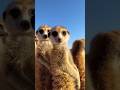Always on guard… always watching. #meerkat #animalfacts #wildlife