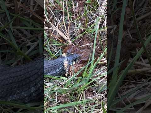 Не откусывай больше, чем можешь проглотить! Атжумания 🐸🐍 #nature #природа #тихаяохота