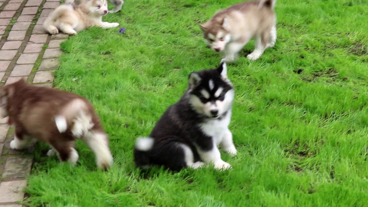 Alaskan Malamute Puppies for Sale - YouTube