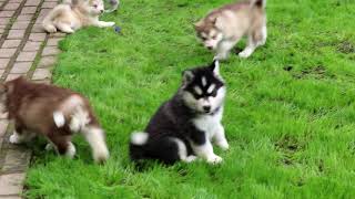 Alaskan Malamute Puppies for Sale
