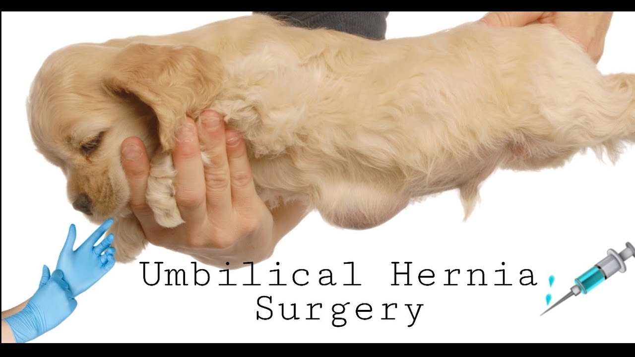 DOG UMBILICAL HERNIA SURGERY What To Do If Your Dogs Have Umbilical 