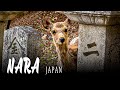 Our Nara Day Trip. Nara Park, Todaiji Temple, and Todaiji Nigatsudo.