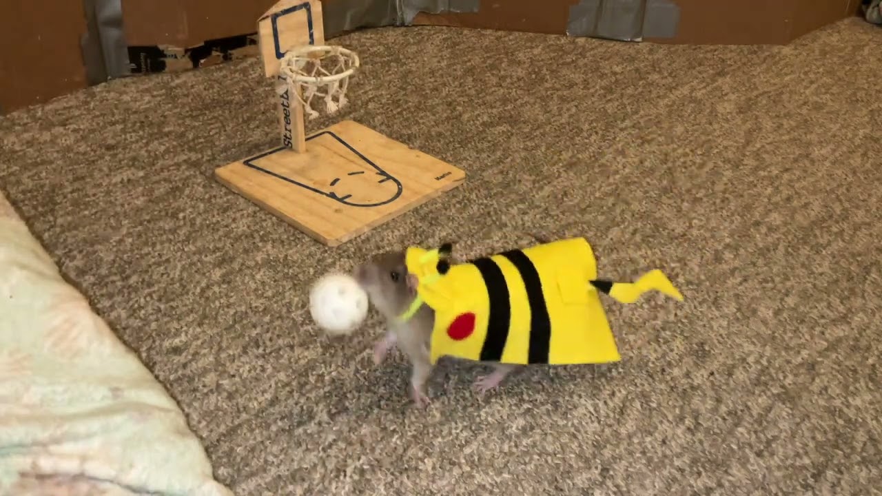 My sweet pet rat Coffee practicing some tricks in her Pikachu costume!