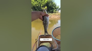 Câu cá địa điểm mới trong tự nhiên xem có cá gì/Phần 15/  sancatv