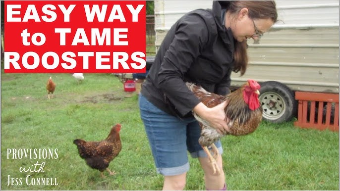 Dealing With An Aggressive Rooster- How To Train A Rooster 