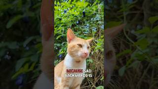 Don't be sad, Pumpkin 🐾  #catvideos #cat #sadcat #youtubeshorts #catlove #fyp