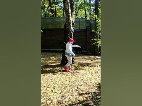 Собака акробат 😱😱#собака #dogs #овчарка #сентябрь #собакадругчеловека # ...