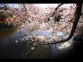 写真の秘訣★広角で桜を撮る秘訣