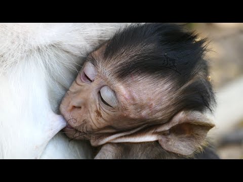Mom Elsa Did This To Her Baby Monkey Elfi. Poor Elfi