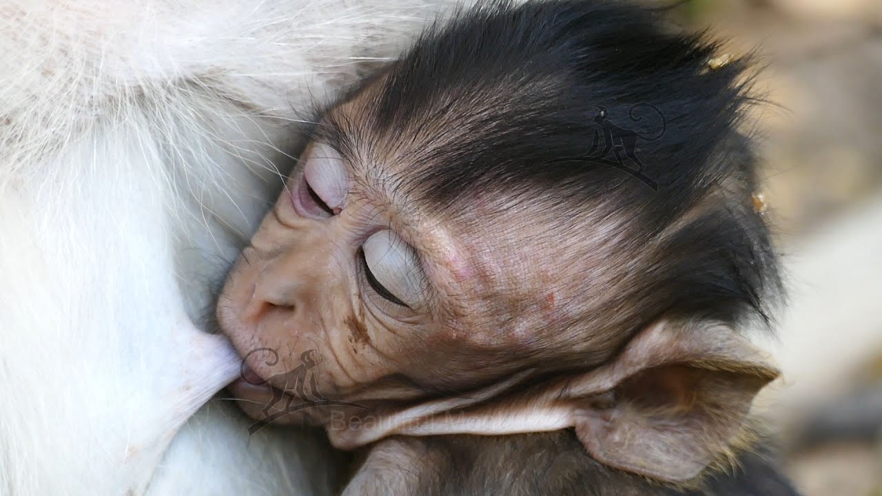 Mom Elsa Did This To Her Baby Monkey Elfi. Poor Elfi