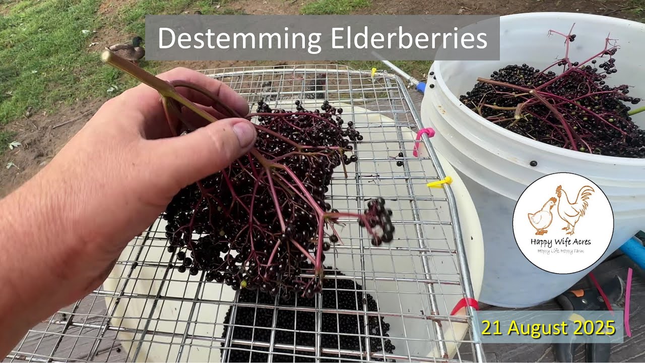 Destemming Elderberries