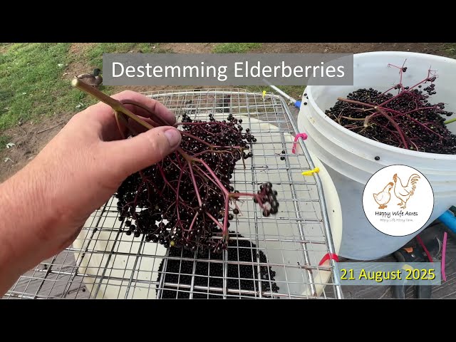 Destemming Elderberries