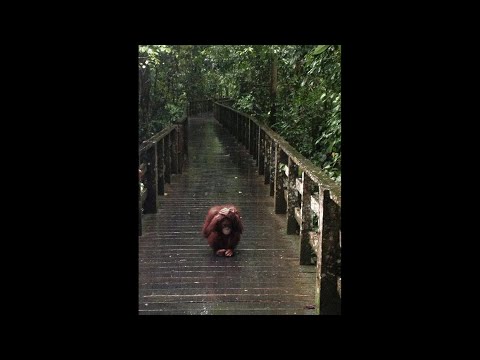 chill monke song