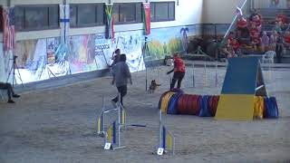 Team Agility Radical Rabbit 2018