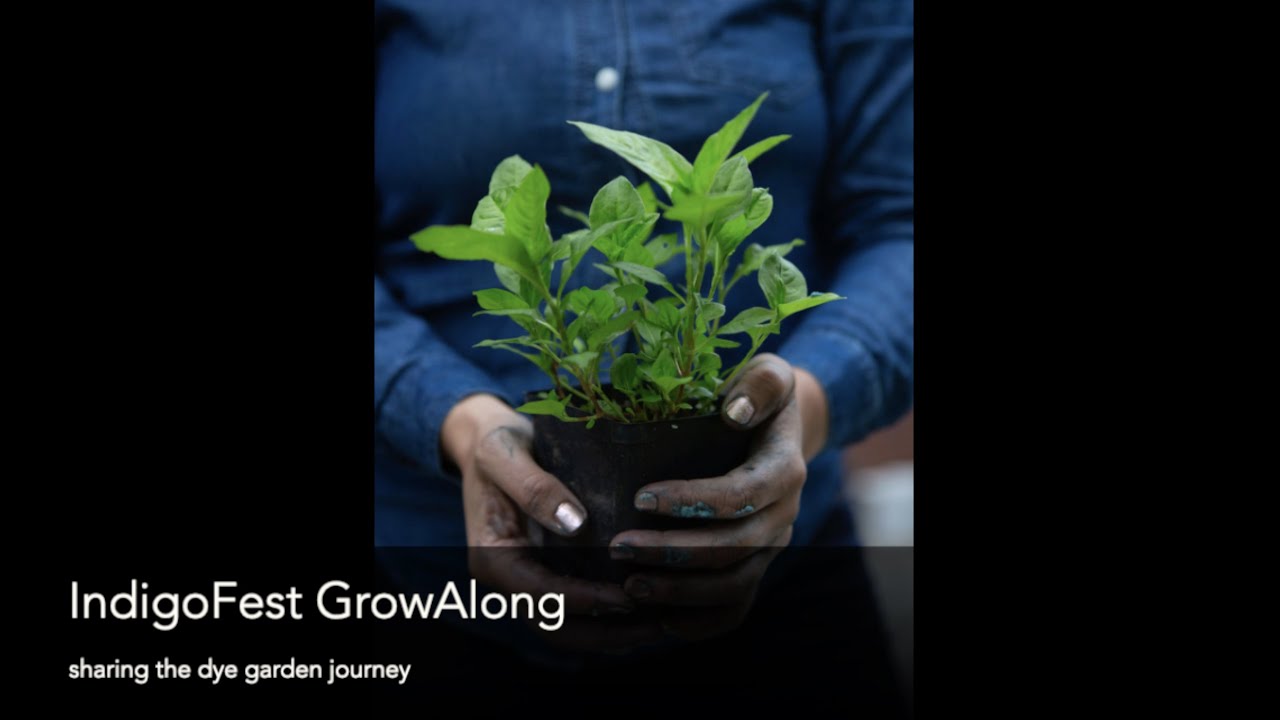 IndigoFest 2021 GrowAlong    HD 720p
